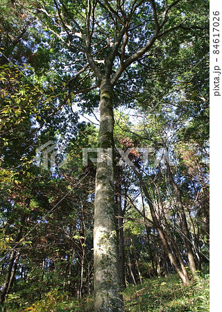 シラカシの大木 84617026