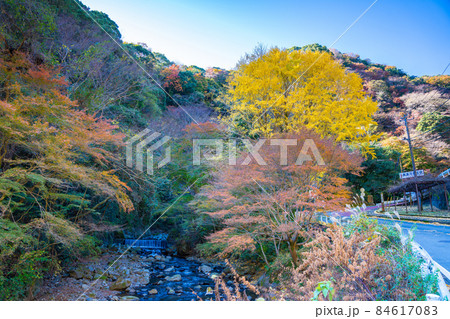 湯河原温泉の紅葉 84617083