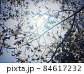 快晴の空と日光に照らされた白木蓮の花をクローズアップした春の風景 84617232