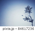 一本の枯れ木のシルエットと冬の夜空の風景 84617236