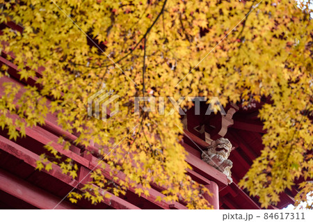 寺と紅葉 秋 寺と紅葉 秋 84617311