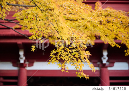 寺と紅葉 秋 寺と紅葉 秋 84617326