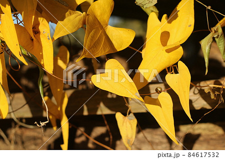 黄色く紅葉した、自然薯の葉 84617532