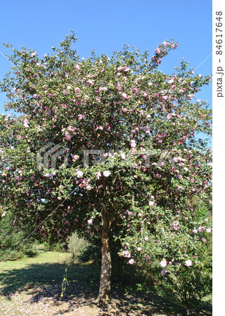 青空に映える、サザンカ 84617648