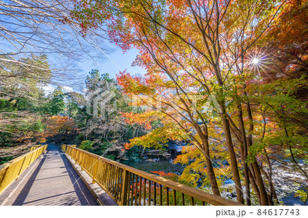 湯ヶ島温泉の紅葉 84617743