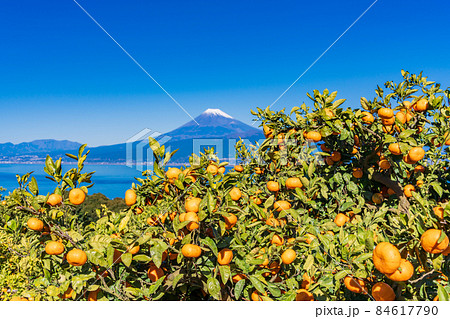 静岡県）伊豆西浦のみかん畑、富士山の写真素材 [84617790] - PIXTA