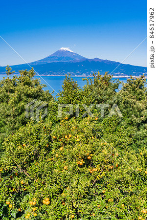 （静岡県）伊豆西浦のみかん畑、富士山 84617962
