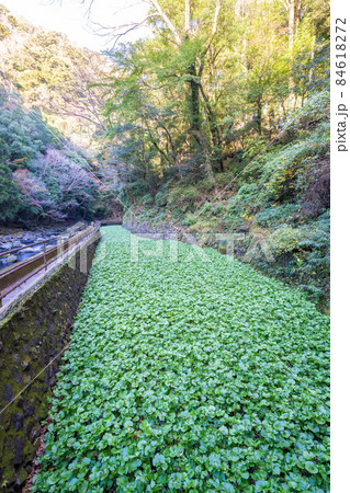 天城のわさび田 天城のわさび田 84618272