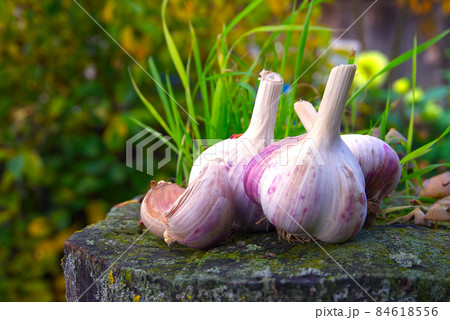 Garlic heads cloves against colorful autumn leaves 84618556