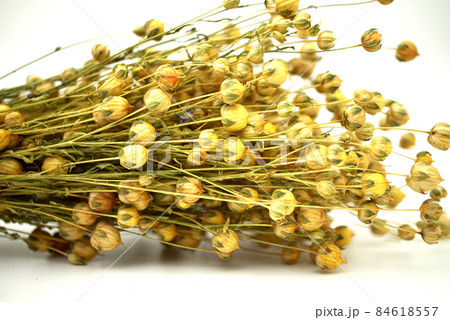Bunch of dry flax plant over white 84618557