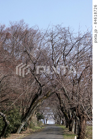 鳥取　四季の散歩　冬　青島 84618726