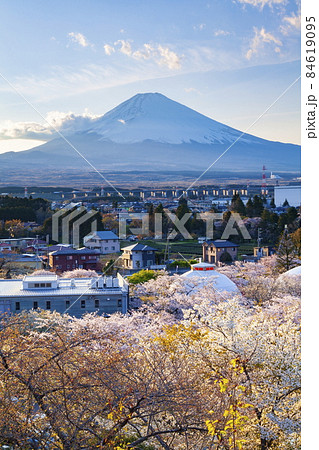 富士山と満開の桜 御殿場市神山時之栖にて 富士山と満開の桜 御殿場市神山時之栖にて 84619095