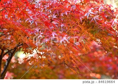 広島県三原市御調町八幡宮の紅葉 84619664