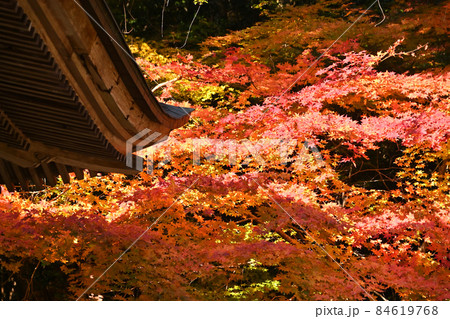 広島県三原市御調町八幡宮の紅葉 84619768