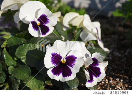 パンジー 84619993