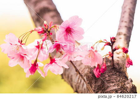 満開の桜のクローズアップ 満開の桜のクローズアップ 84620217