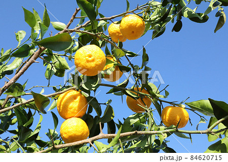 柚子の実 84620715