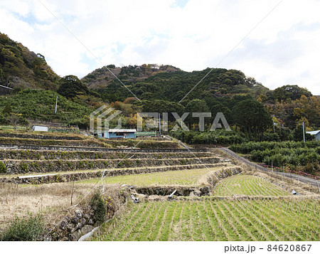 静岡県伊豆市修善寺の北山の棚田の冬 84620867