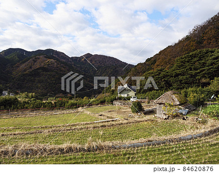 静岡県伊豆市修善寺の北山の棚田の冬 静岡県伊豆市修善寺の北山の棚田の冬 84620876