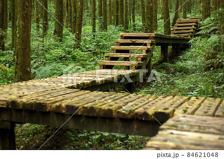 林 森 樹林 84621048