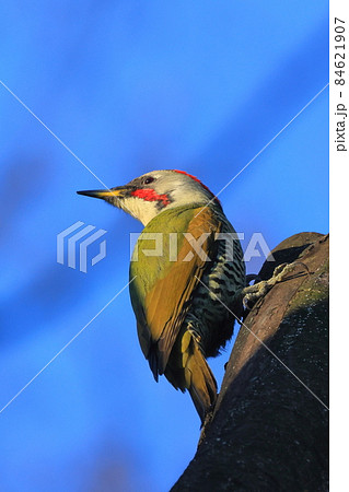 初冬の東高根森林公園でのアオゲラ 初冬の東高根森林公園でのアオゲラ 84621907