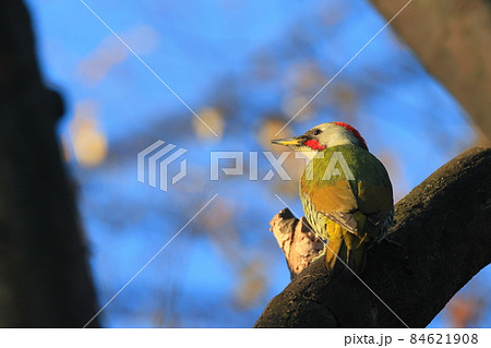 初冬の東高根森林公園でのアオゲラ 初冬の東高根森林公園でのアオゲラ 84621908