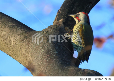 初冬の東高根森林公園でのアオゲラ 初冬の東高根森林公園でのアオゲラ 84621910