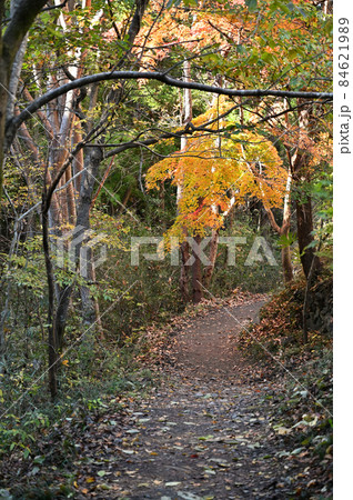 秩父散歩：山道　和銅山山麓 84621989