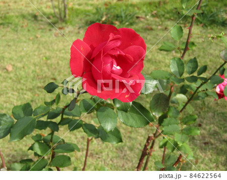 赤色の綺麗な大きいなバラの花 赤色の綺麗な大きいなバラの花 84622564