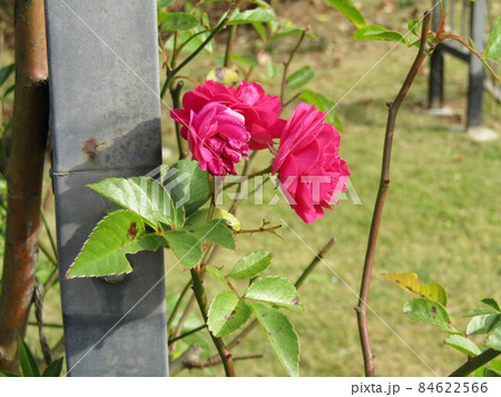 桃色の綺麗な大きいなバラの花 84622566