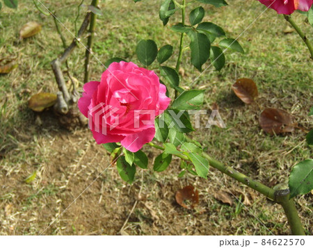 桃色の綺麗な大きいなバラの花 84622570