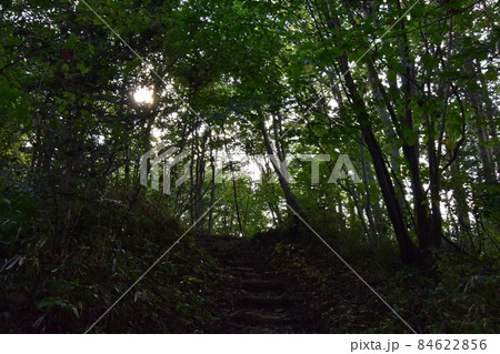 宮城県仙台市の天然記念物青葉山にある青葉の森緑地です 84622856