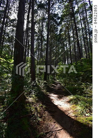 宮城県仙台市の天然記念物青葉山にある青葉の森緑地です 宮城県仙台市の天然記念物青葉山にある青葉の森緑地です 84622865