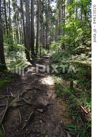 仙台市にある天然記念物の青葉山の青葉の緑地 84623020