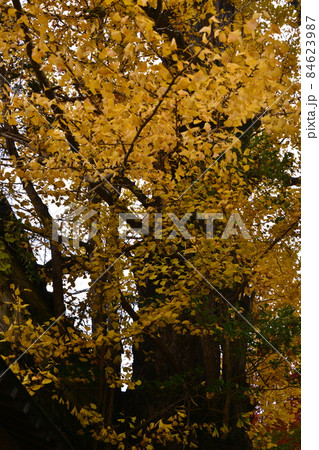 広島県世羅郡今高野山の紅葉 広島県世羅郡今高野山の紅葉 84623987