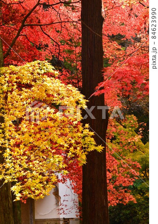 広島県世羅郡今高野山の紅葉 広島県世羅郡今高野山の紅葉 84623990