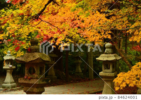 広島県世羅郡今高野山の紅葉 広島県世羅郡今高野山の紅葉 84624001