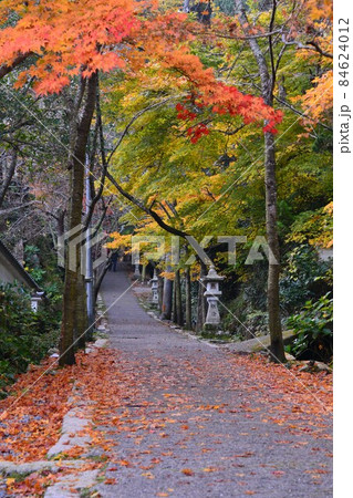 広島県世羅郡今高野山の紅葉 広島県世羅郡今高野山の紅葉 84624012