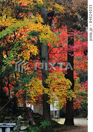 広島県世羅郡今高野山の紅葉 広島県世羅郡今高野山の紅葉 84624035