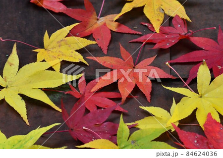 広島県世羅郡今高野山の紅葉 広島県世羅郡今高野山の紅葉 84624036