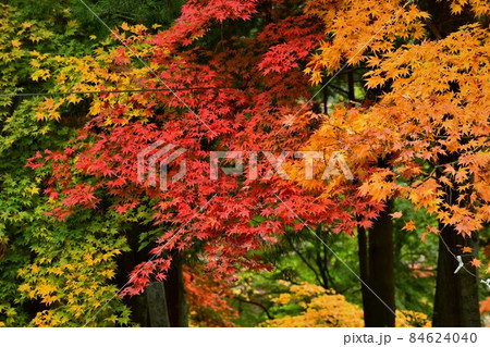 広島県世羅郡今高野山の紅葉 広島県世羅郡今高野山の紅葉 84624040