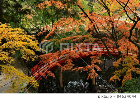 広島県世羅郡今高野山の紅葉 広島県世羅郡今高野山の紅葉 84624044