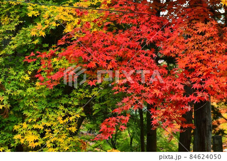 広島県世羅郡今高野山の紅葉 84624050