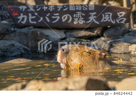 伊豆シャボテン公園のカピバラ　紅葉温泉 84624442