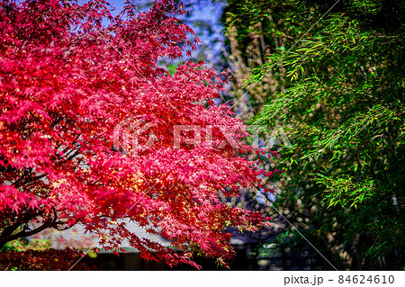 紅葉時期の府中市郷土の森博物館(東京都府中市) 紅葉時期の府中市郷土の森博物館(東京都府中市) 84624610