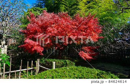 紅葉時期の府中市郷土の森博物館(東京都府中市) 紅葉時期の府中市郷土の森博物館(東京都府中市) 84624614