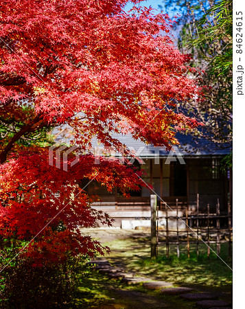 紅葉時期の府中市郷土の森博物館(東京都府中市) 紅葉時期の府中市郷土の森博物館(東京都府中市) 84624615