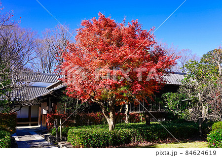 紅葉時期の府中市郷土の森博物館(東京都府中市) 紅葉時期の府中市郷土の森博物館(東京都府中市) 84624619