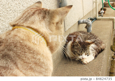 住宅街の猫の写真 84624735