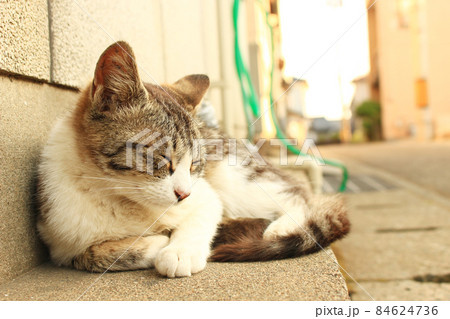 住宅街の猫の写真 84624736
